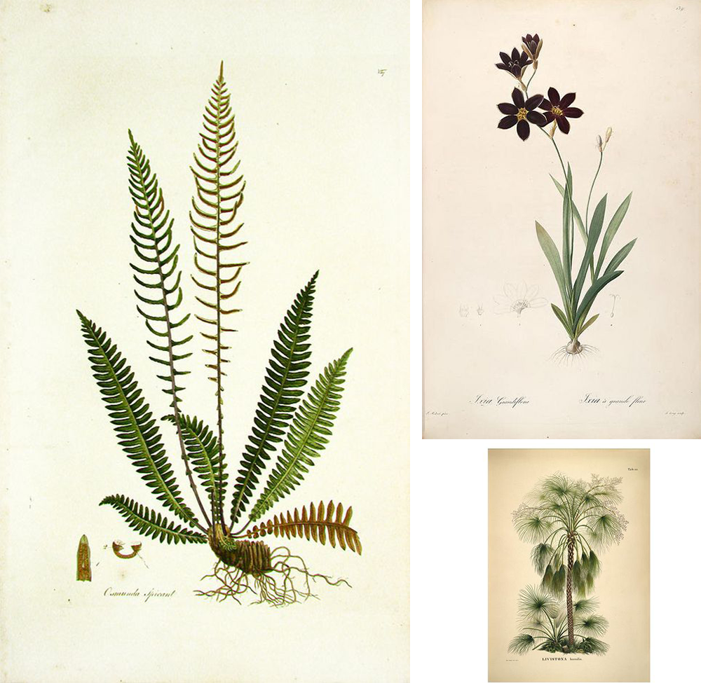 Herbiers sous verre • Les Bons Détails