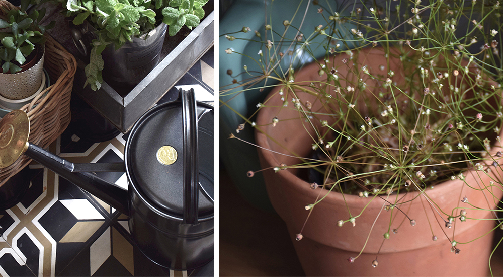 La bonne rencontre : Rebecca de Jardinière Sauvage, Paris • © Les Bons Détails